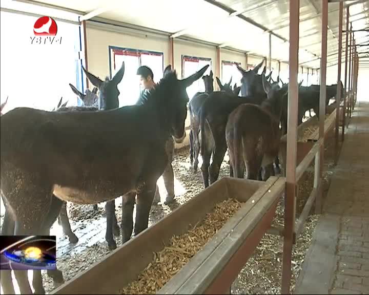 延边新闻汉2016-01-05