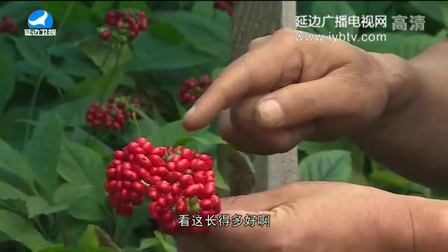 生活广角 2017-08-29