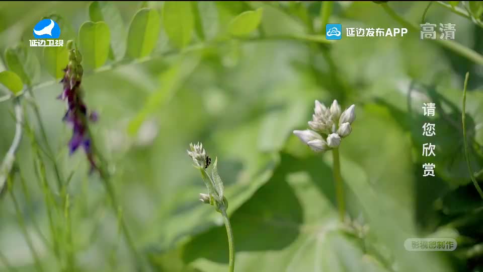 生活广角 2020-07-01