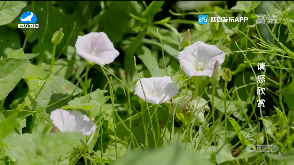 生活广角 2020-07-29