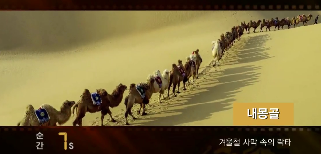 순간60s-내몽골, 겨울철 사막 속의 락타