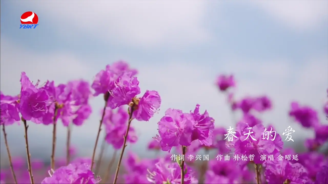 《春天的爱》作词 李兴国 作曲 朴松哲 演唱 金昭延