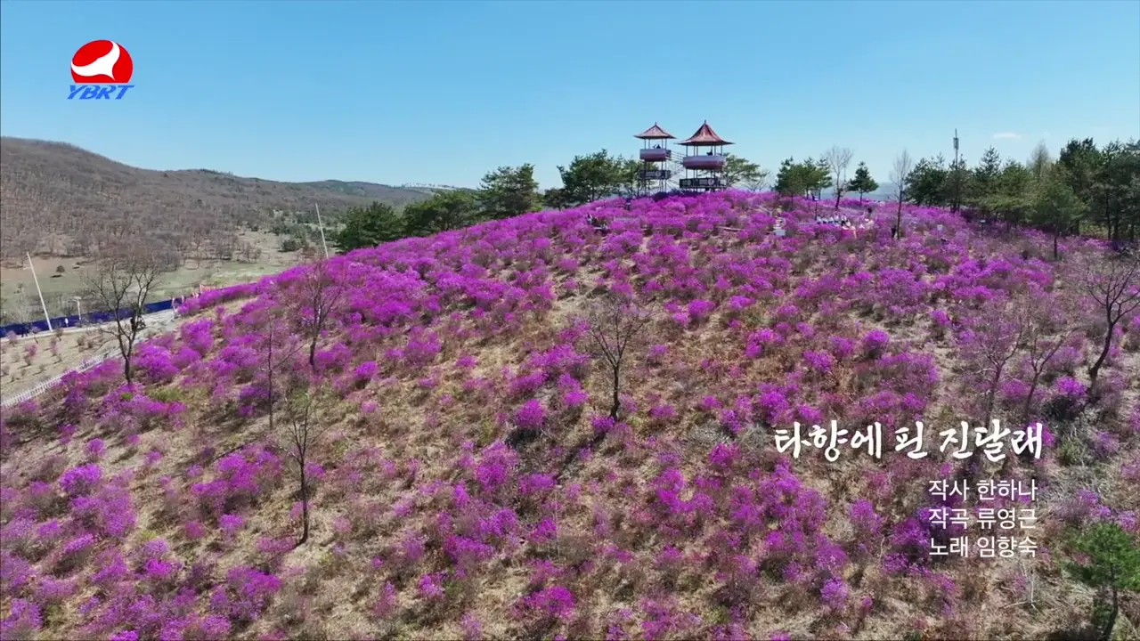 <타향에 핀 진달래>작사 한하나 작곡 류영근 노래 임향숙