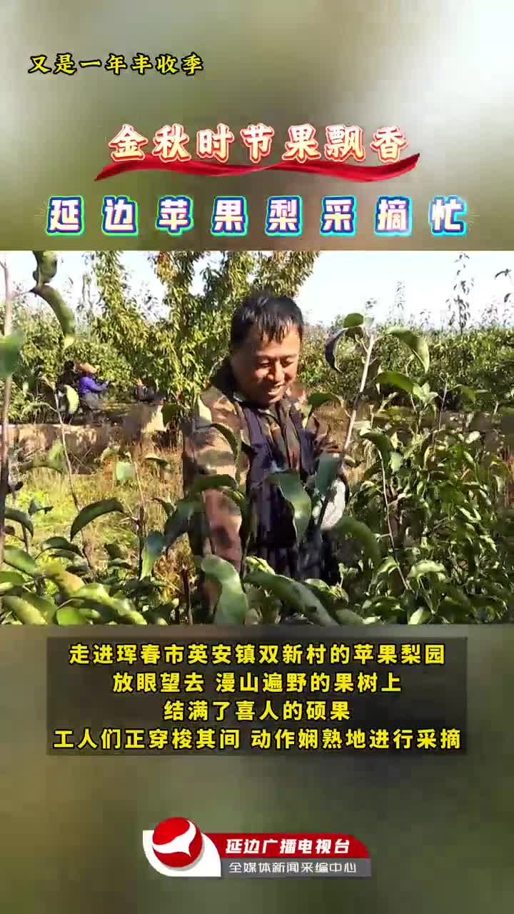 연변사과배 수확 한창~