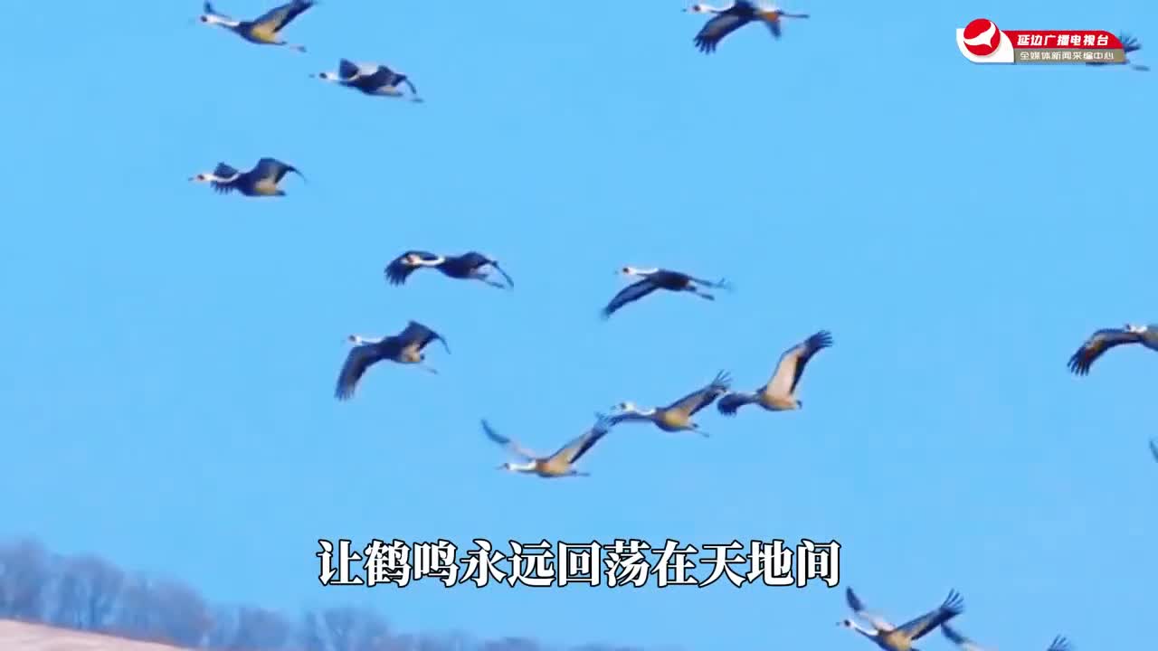 '우아한 날개짓'...연변에서 쉬여가는 재두루미들