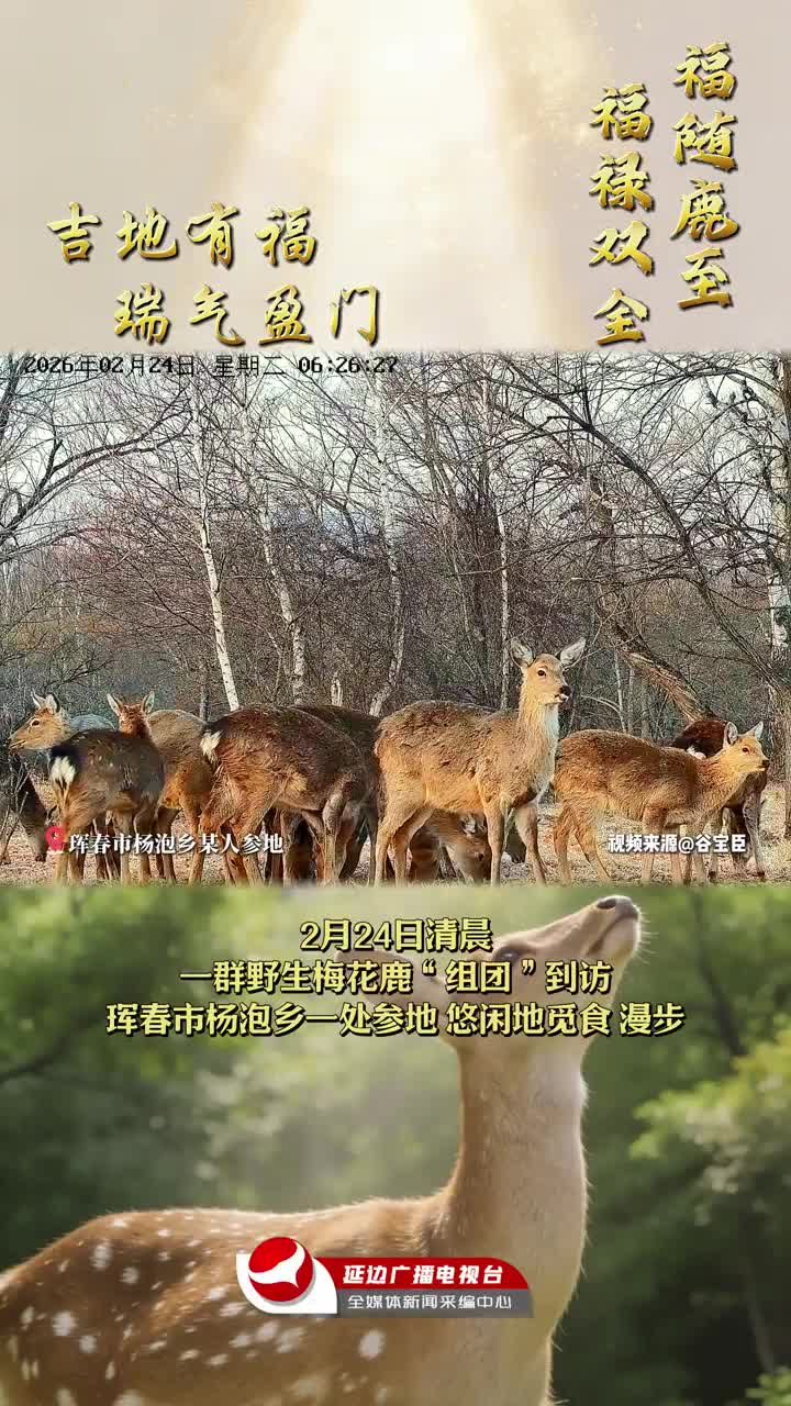 상서로운 기운 가득 | 야생꽃사슴떼, 훈춘 양포 인삼밭에 출현~