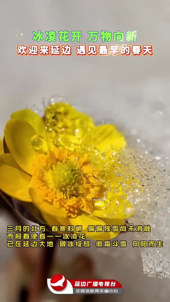 봄 알리는 복수초(빙릉화) 활짝~