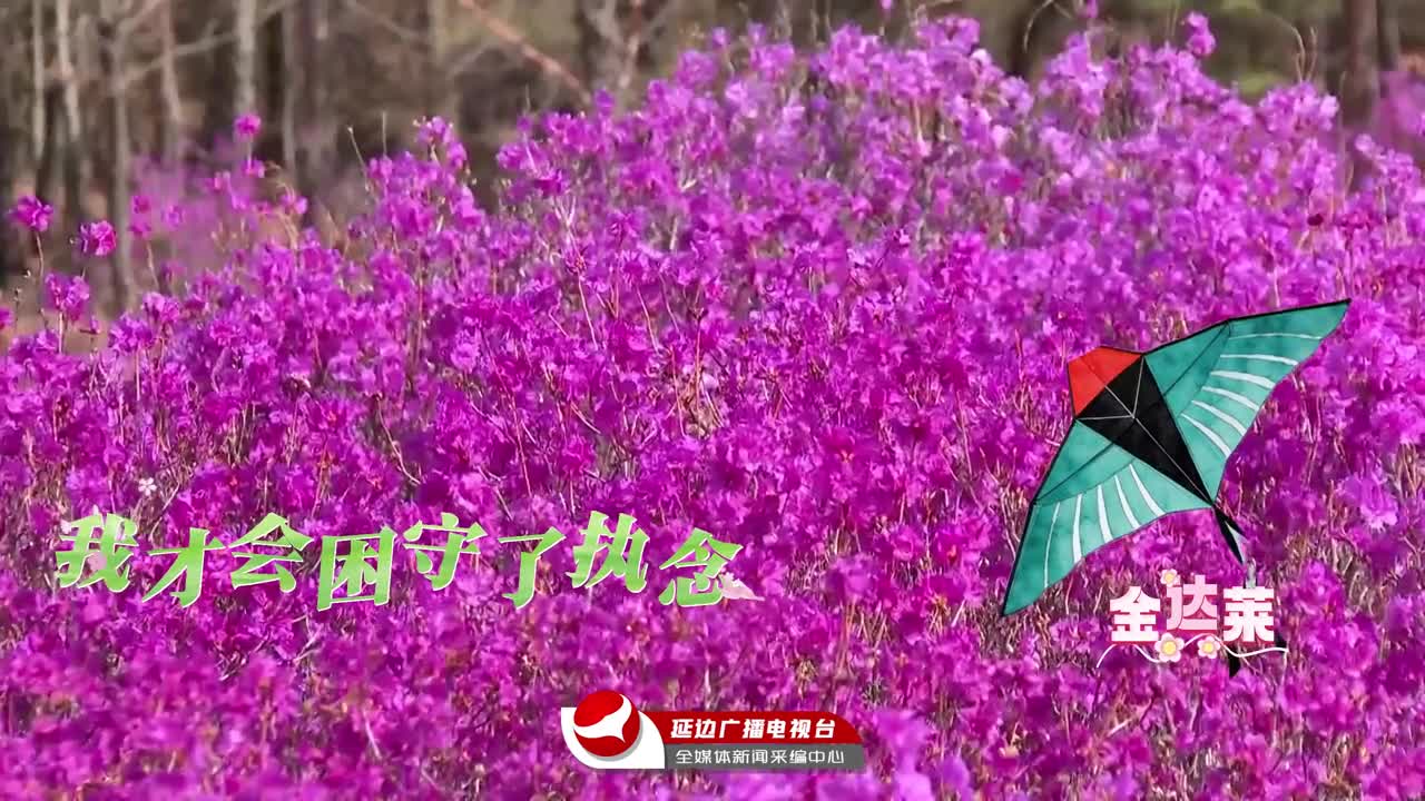  연변 봄 정취 가득,  꽃구경 오세요~