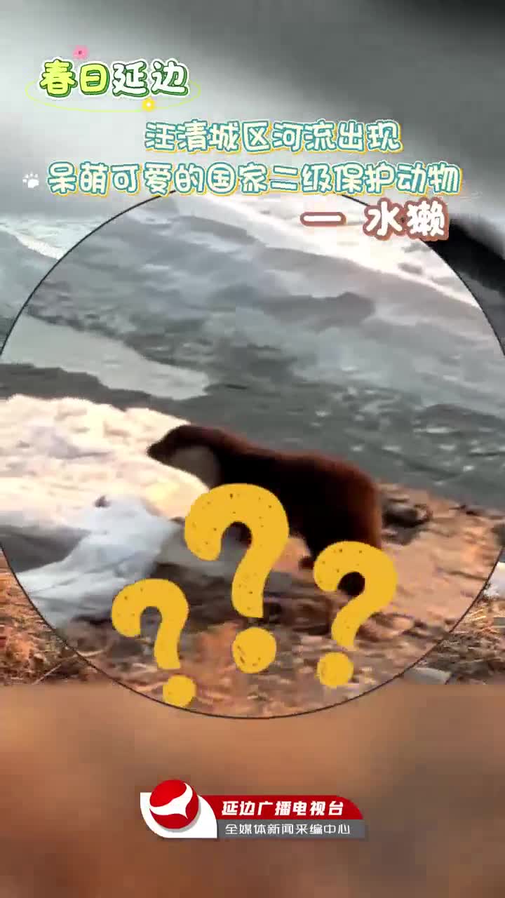 깜짝 출현! 왕청 시내 하천에 수달 나타나~