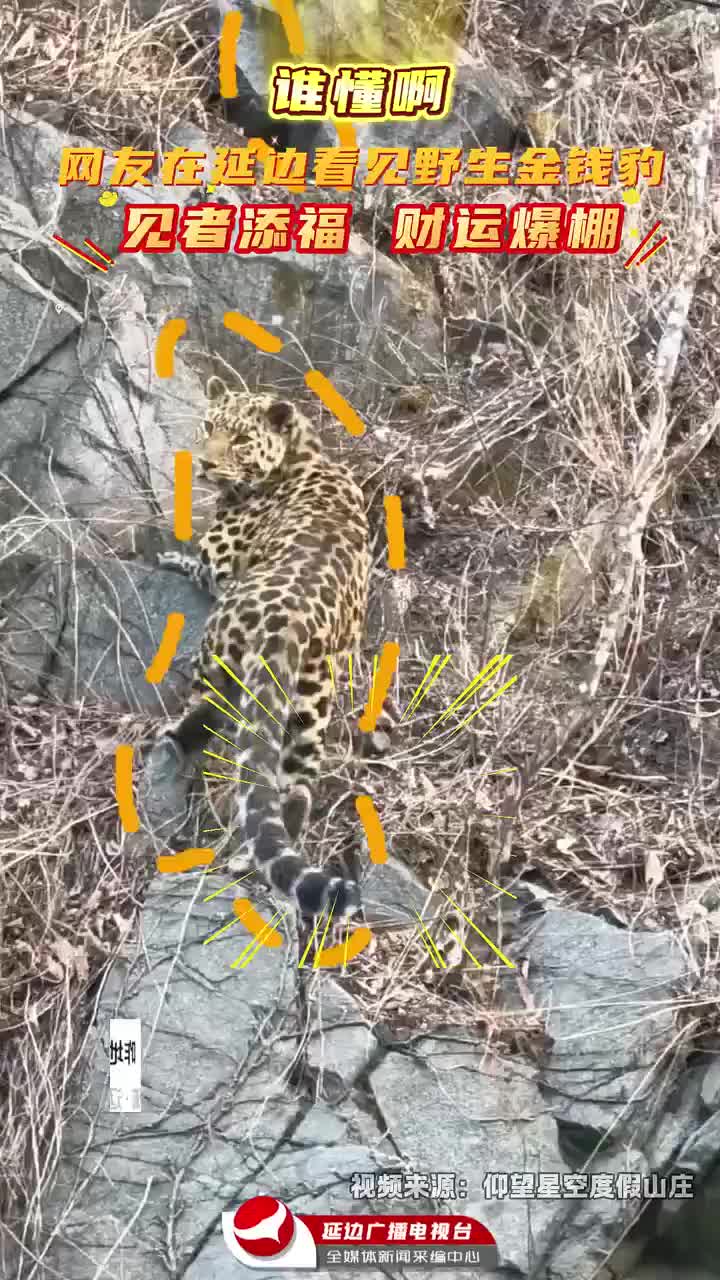 이걸 보면 대박난다고?! 훈춘에 이런 야생동물 출몰~