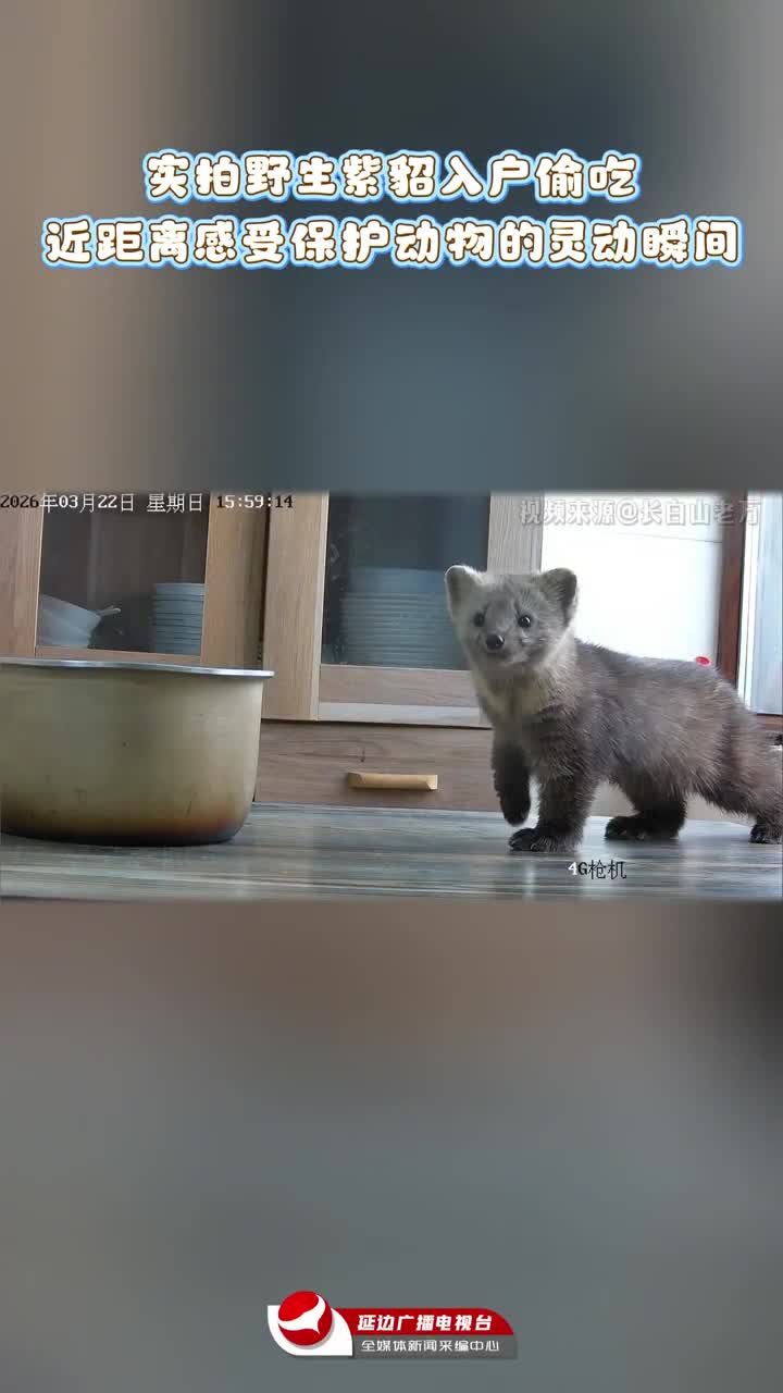 [재미영상] 집에 들어와 음식 훔치는 야생 담비 몰카에 딱~!