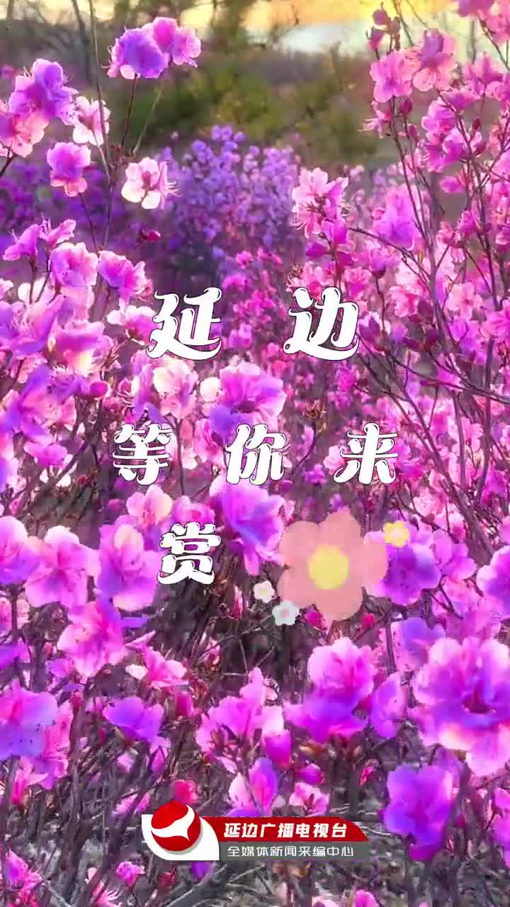 연변의 봄, 꽃구경 오세요~