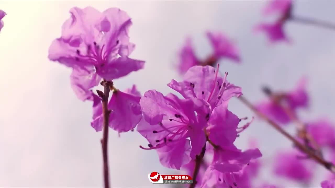 2026 우리의 스토리, 연변 진달래꽃에서 시작~