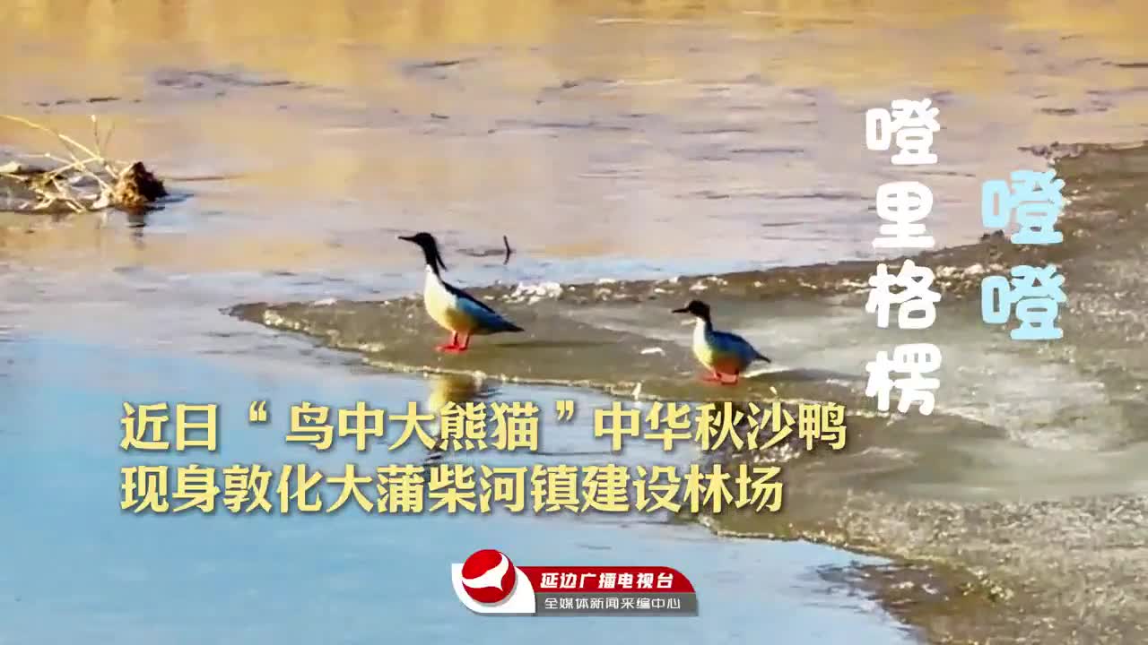 ‘새중의 참대곰’ 호사비오리 날아들어~