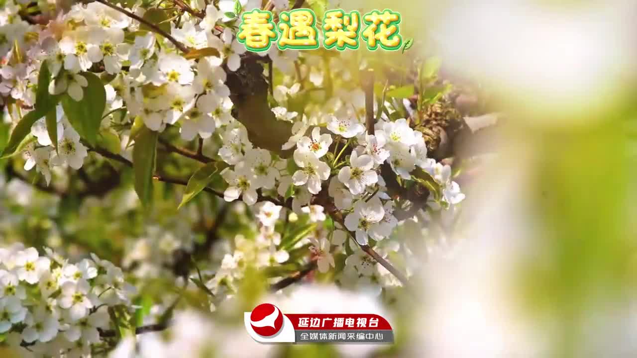 만무 배꽃 연변의 봄을 수놓다~