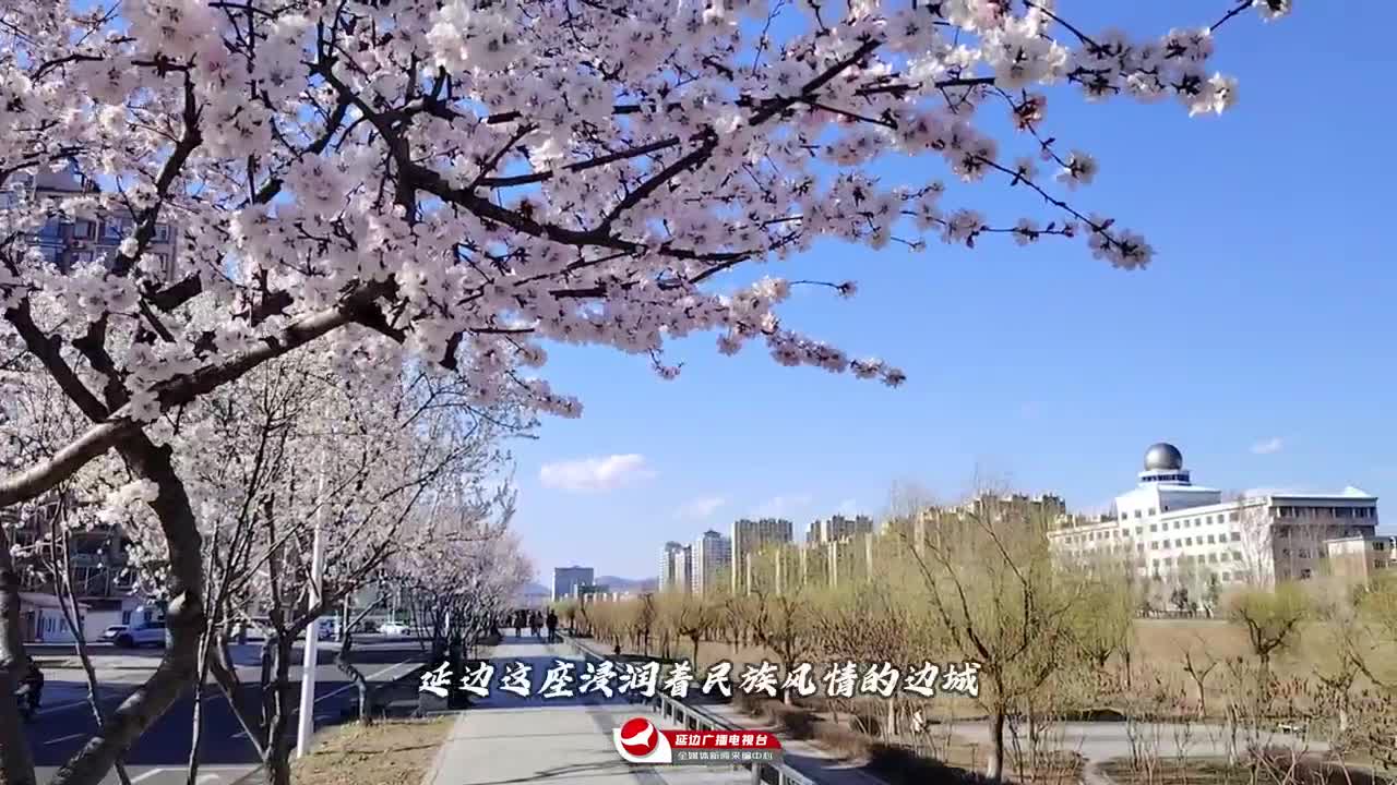 2026 우리의 스토리, 연변의 봄꽃들에서 시작~