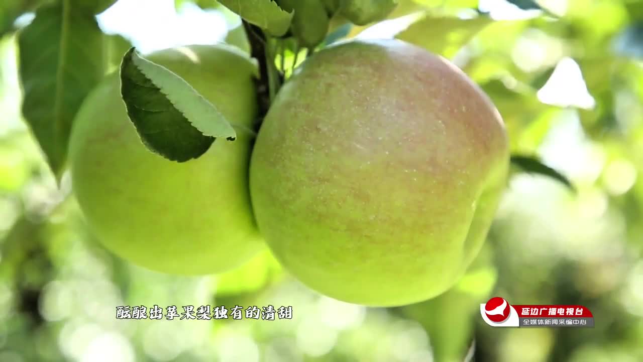 2026 우리의 스토리, 연변사과배에서 시작~