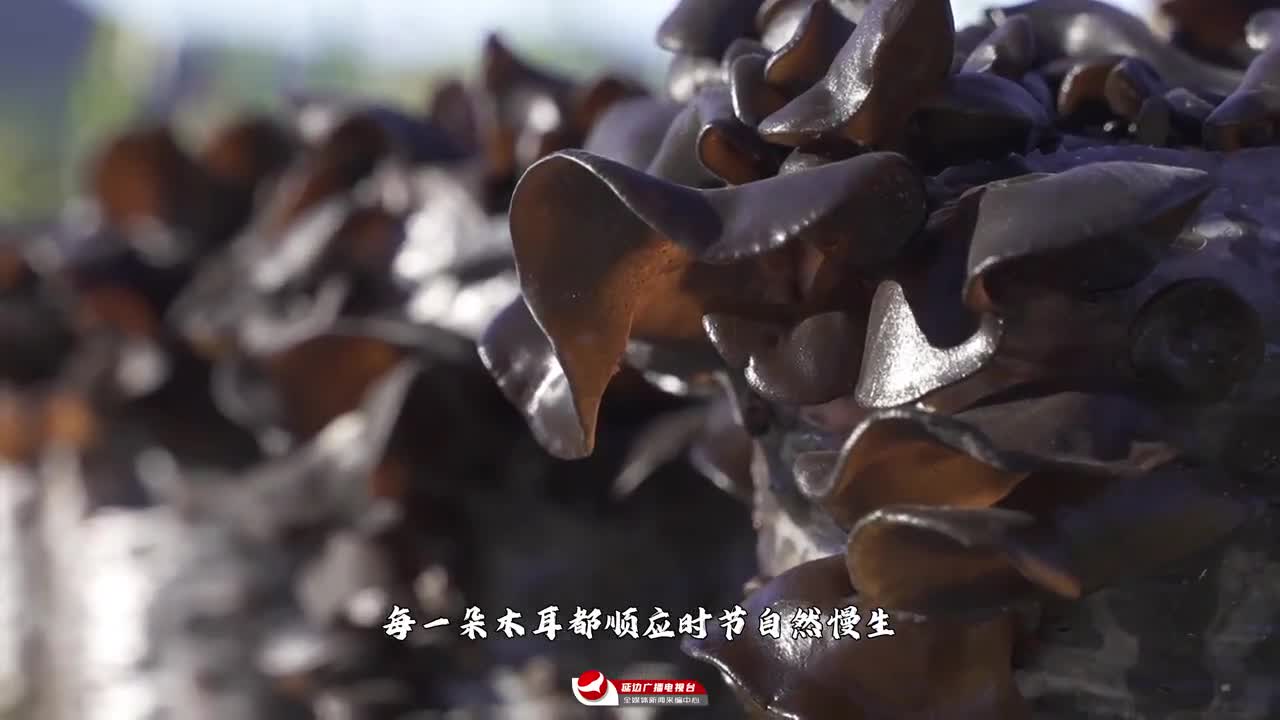 2026 우리의 스토리, 연변 목이버섯에서 시작~