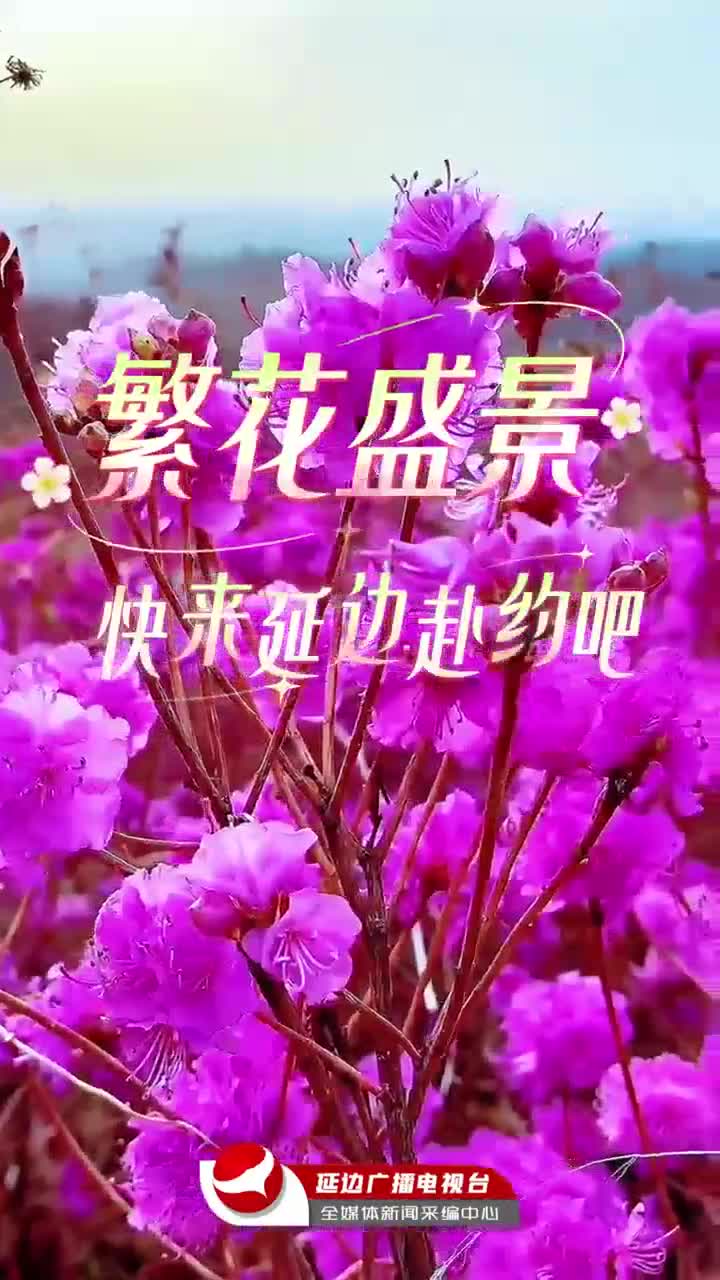 2026 연변주 꽃감상시즌 및 화룡시 진달래문화관광보급시즌 5월 1일 개막~