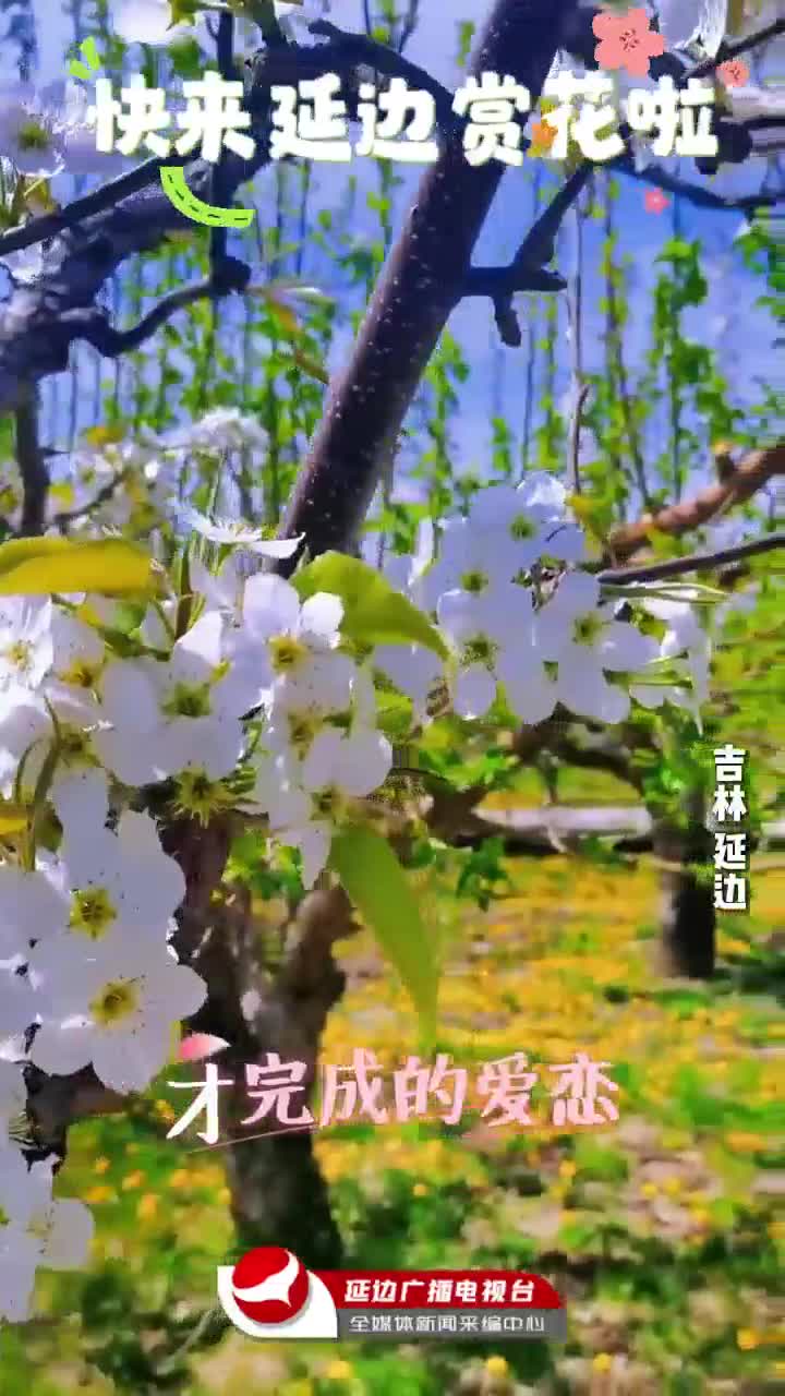 연변 사과배 과수원 배꽃 만발~