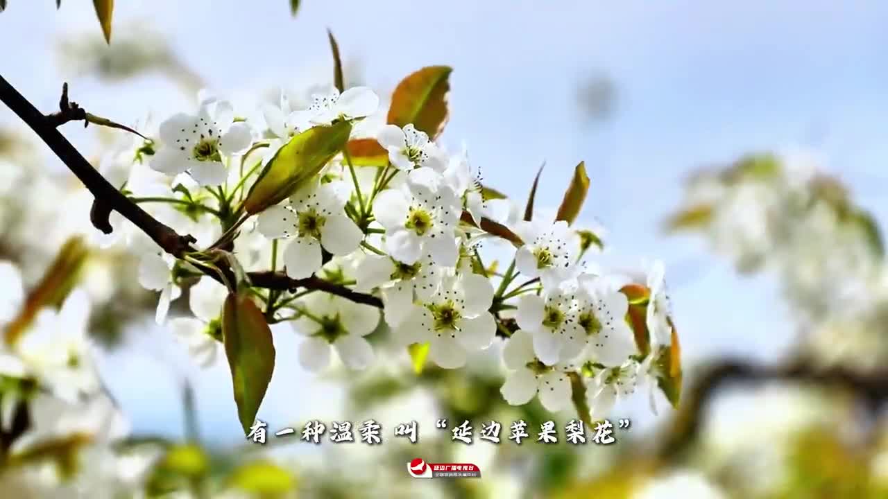 2026 우리의 스토리, 연변 배꽃에서 시작~