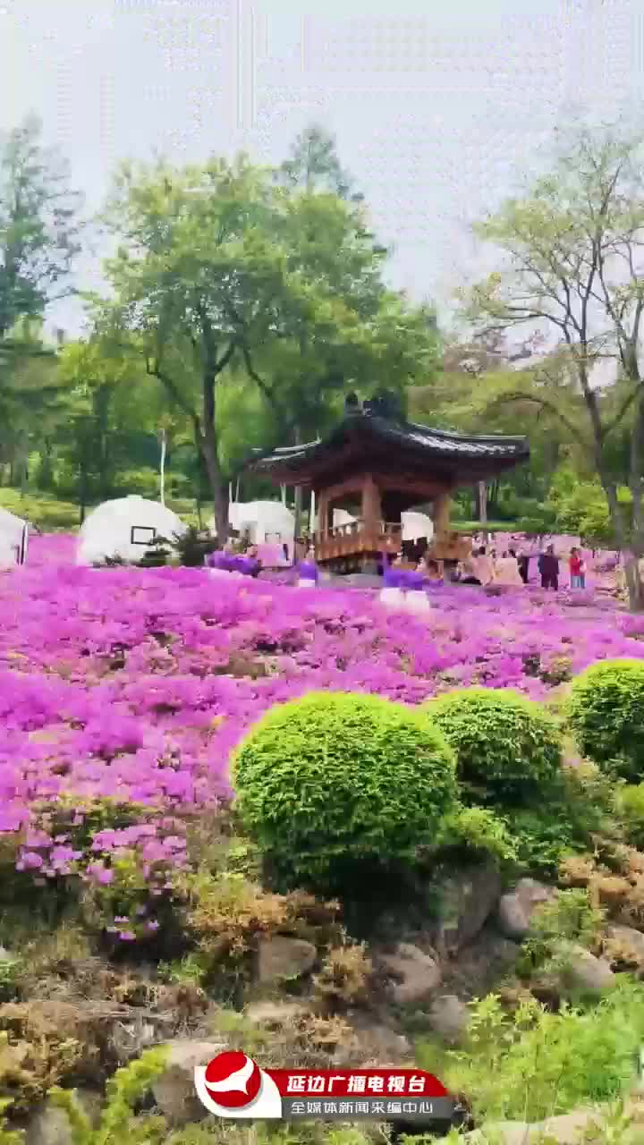 두견화 활짝, 도문 장안진에 구경오세요~