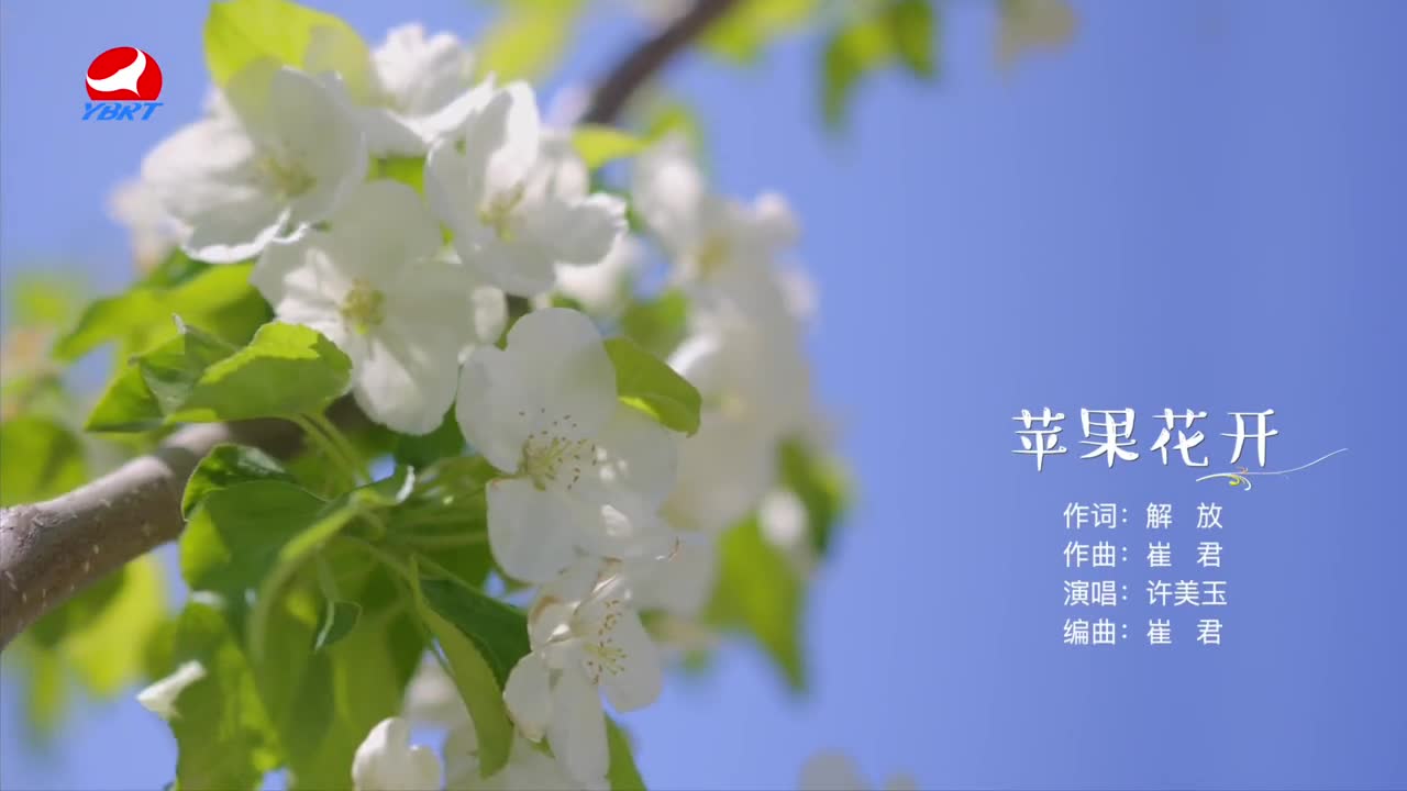 《苹果花开》作词 解放 作曲 崔君 演唱 许美玉 编曲 崔君