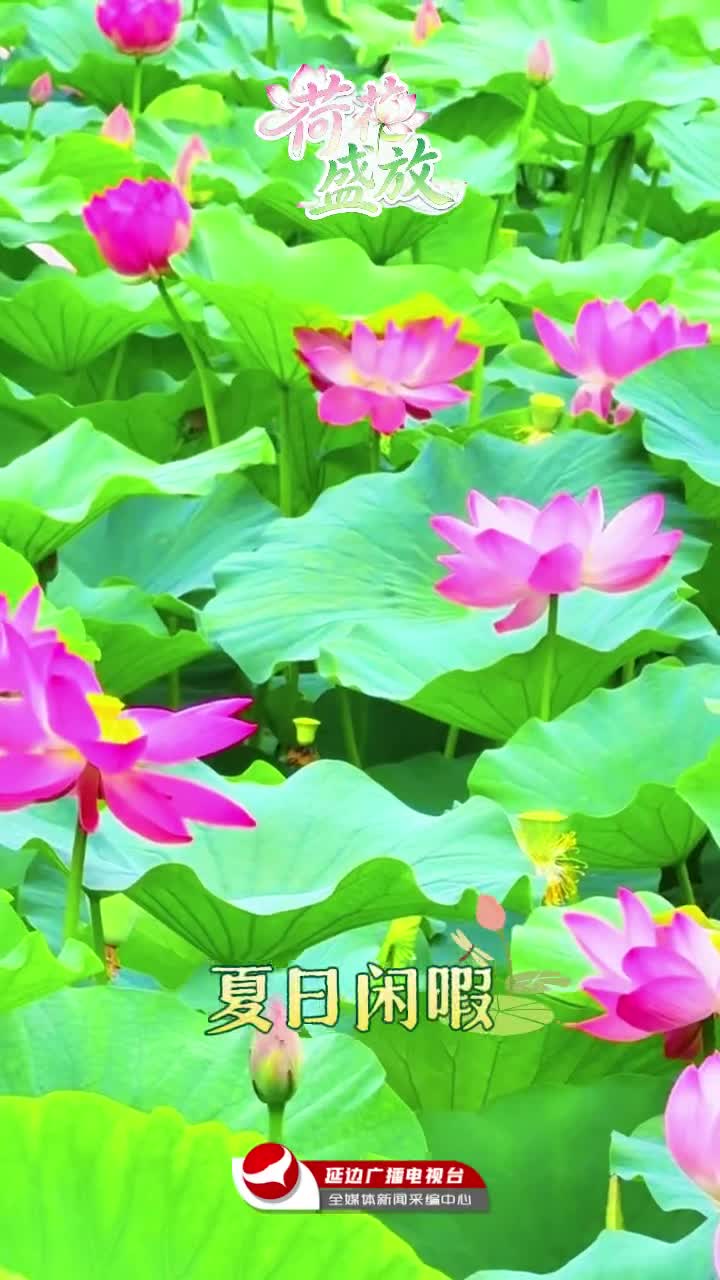 연길의 련꽃 비경~