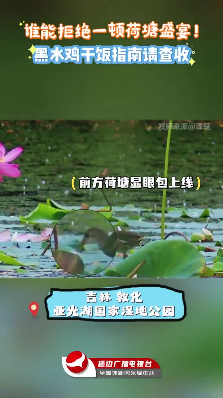 돈화 련못, 검은 물새의 먹방 현장~