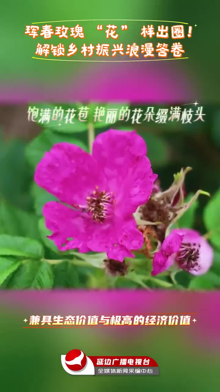 훈춘 장미의 화려한 변신~