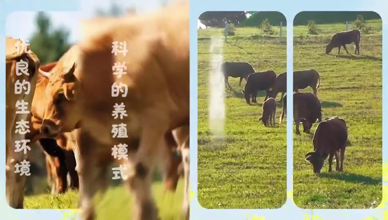 2026 우리의 스토리, 연변황소에서 시작~
