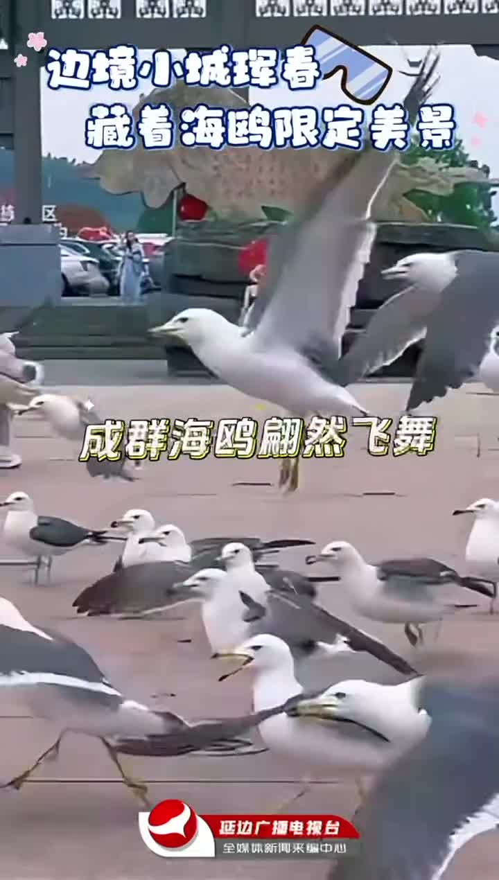 훈춘에 날아든 갈매기떼~