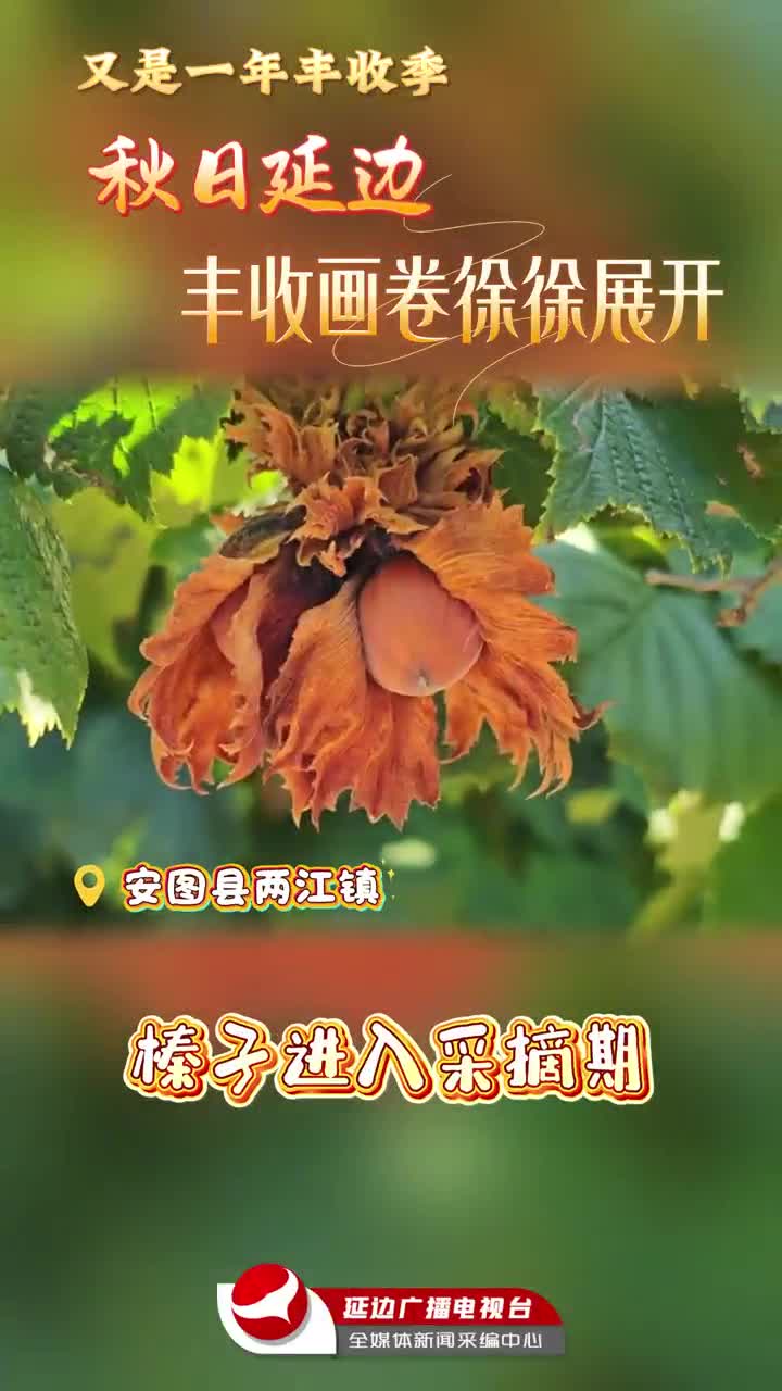 풍년 맞은 연변~