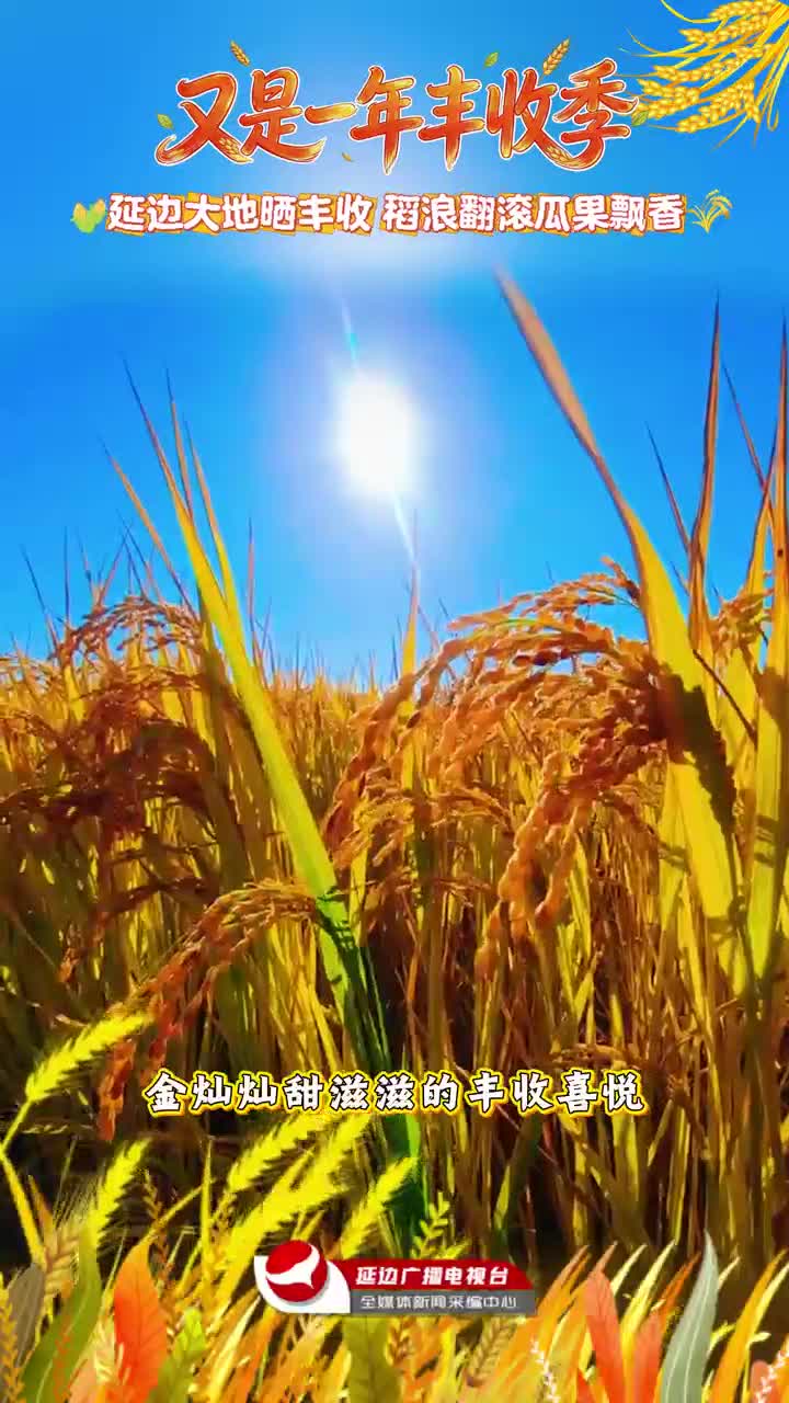 다시 찾아온 수확의 계절  |  연변 황금물결 출렁~