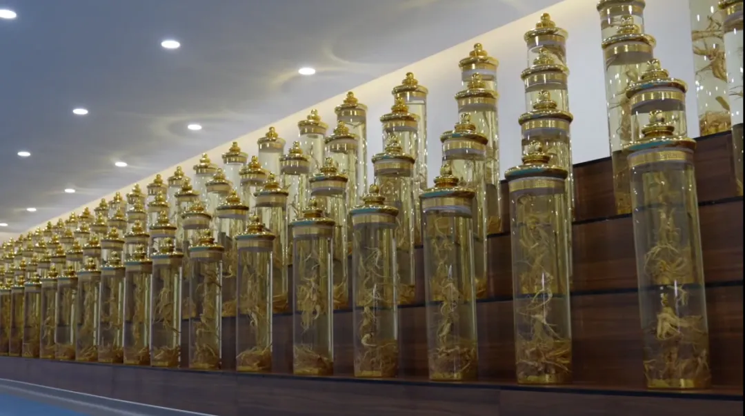 【灵秀瑰宝 参韵延边】以参为媒，以韵为魂！吉林延边让“百草之王”续写时代新篇