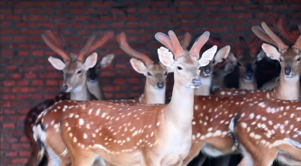 坚持将“金融活水”反哺医药健康主业 吉林敖东加速传统鹿产业向生物科技赛道跃迁