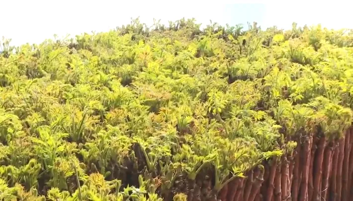 延边暖棚春意浓！各县市大棚经济解锁新春 “致富密码”