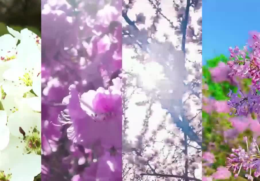 연변 봄날 꽃물결 속으로 초대합니다~