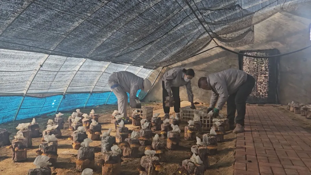 安图桑黄：长白沃土孕珍菌 特色产业筑振兴