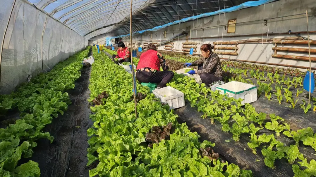 龙井市新农人扎根乡土！生态循环种出有机鲜蔬，春意满棚助振兴