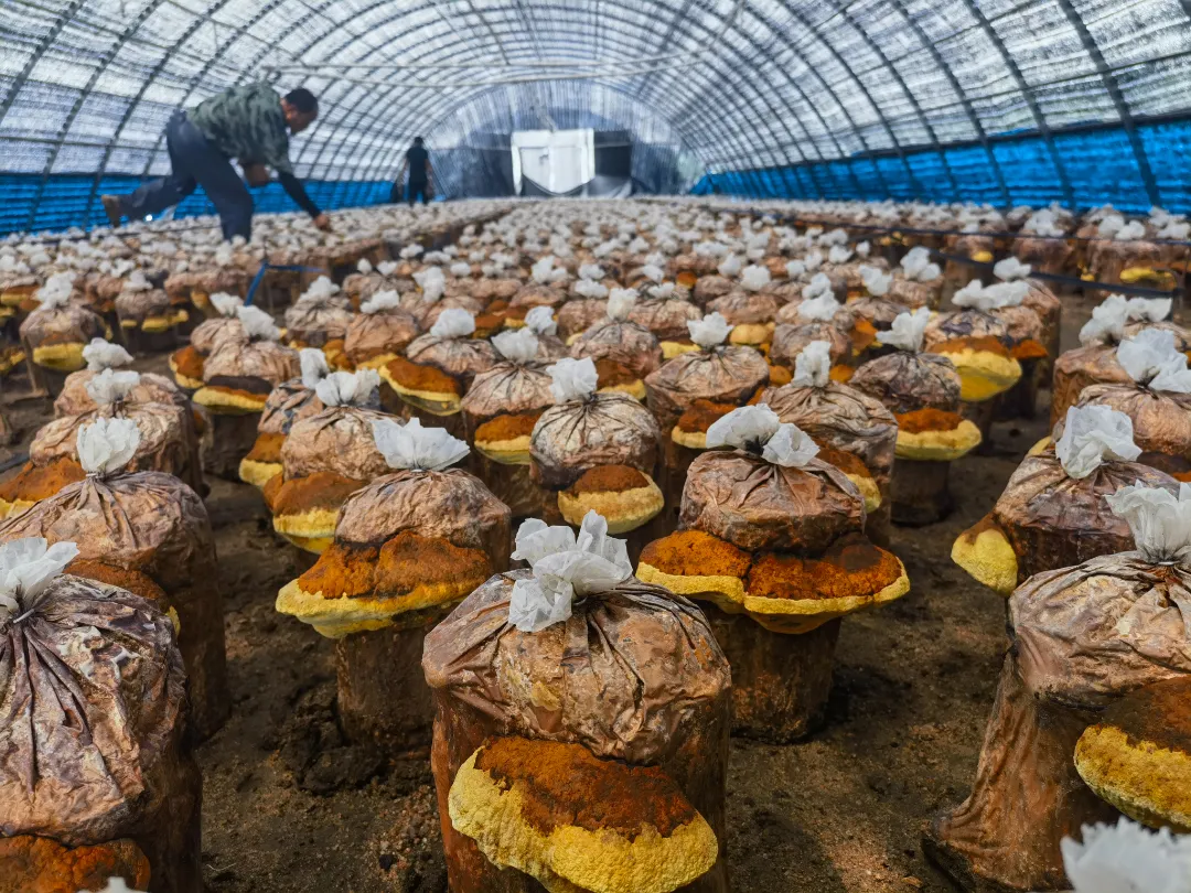 斩获香港优质“正”印认证 和龙桑黄持“国际通行证”扬帆出海