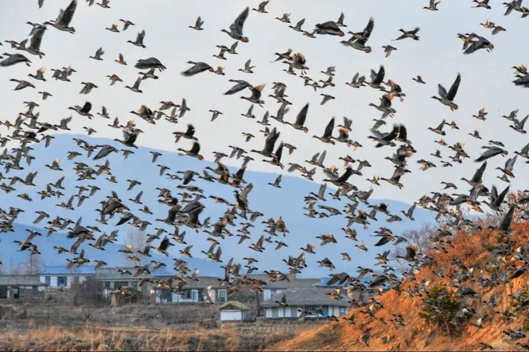 雕舞長空，萬鳥翔集！長白山下的延邊，藏著萬物共生的生態(tài)答卷
