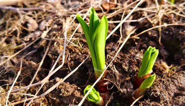 安圖：夫妻十年守一園，“試”出四季聚寶盆