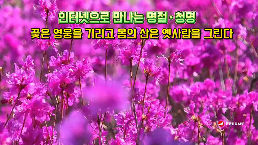 인터넷으로 만나는 명절·청명 | 꽃은 영웅을 기리고 봄의 산은 옛사람을 그린다