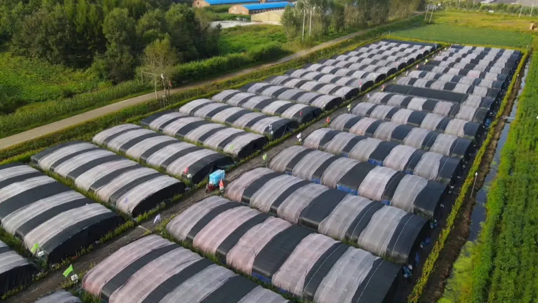 敦化黃泥河鎮(zhèn)：做強(qiáng)黑木耳全產(chǎn)業(yè)鏈 打造國家級(jí)產(chǎn)業(yè)強(qiáng)鎮(zhèn)新標(biāo)桿