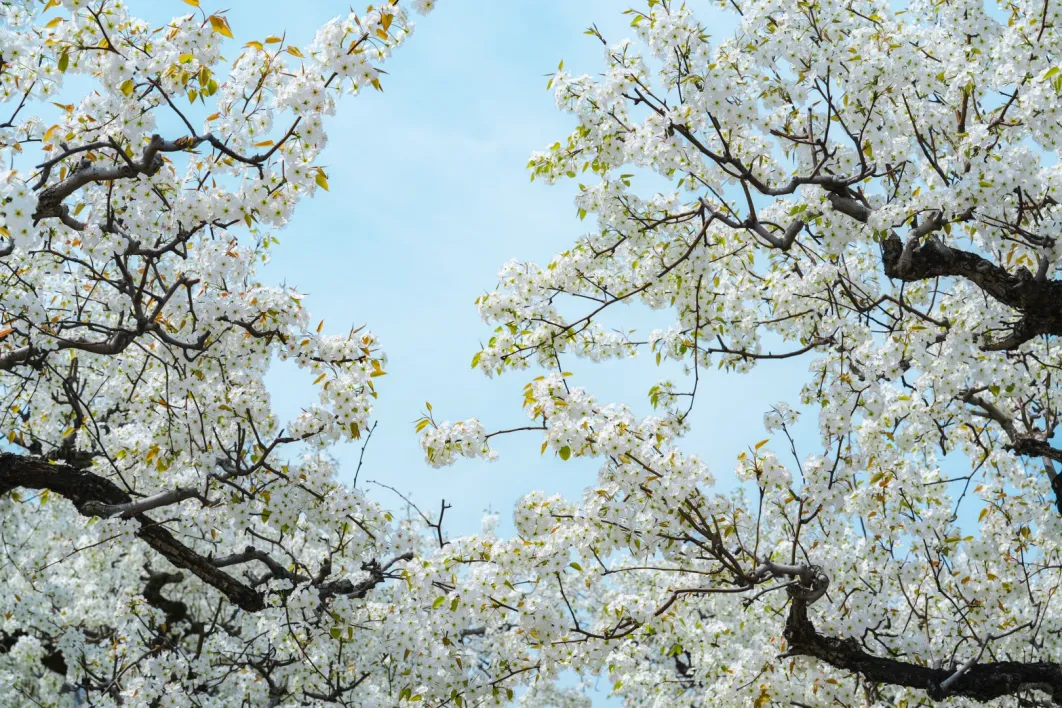 错过人挤人，才算懂G334的延边春天