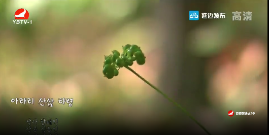  [노래] 아라리 산삼 타령-방성길