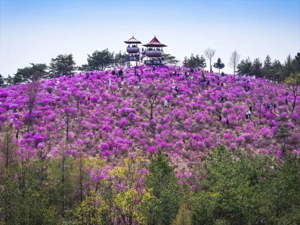 新華網(wǎng)：《映山紅》與《金達(dá)萊》南北綻艷，紅脈同源