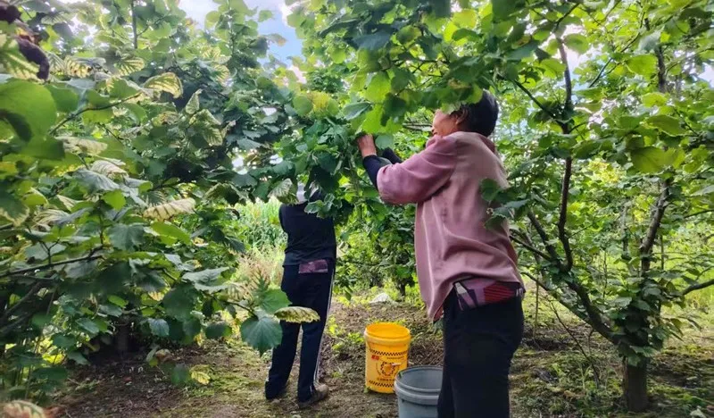 安图县松江镇：小榛子结出“金豆子”
