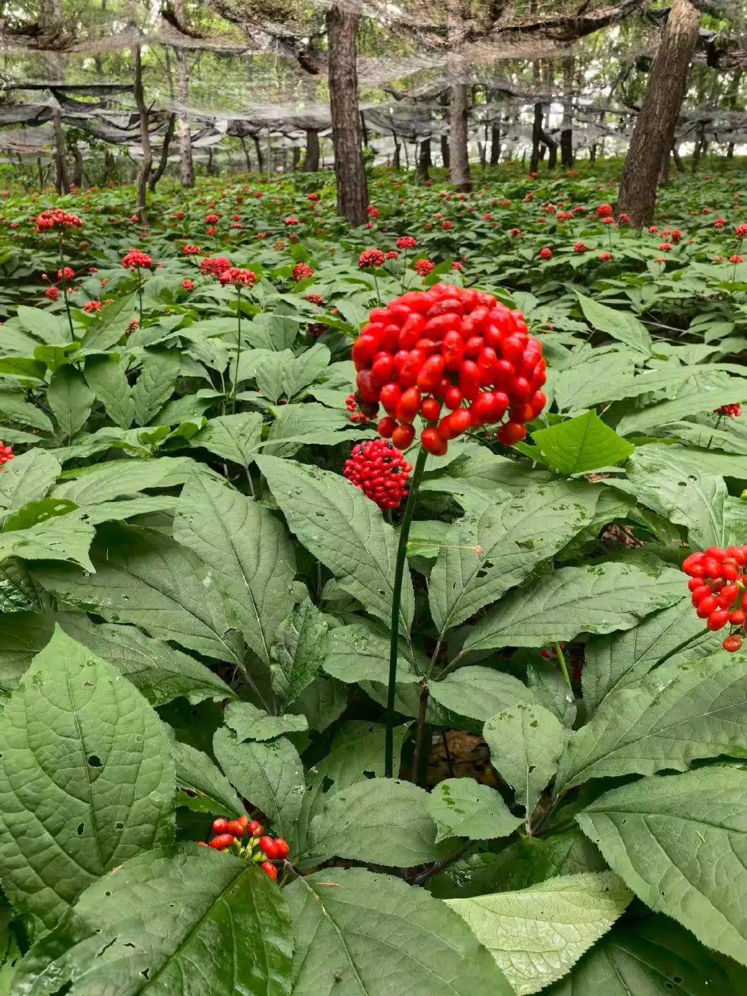 长白山藏珍宝，敦化参田长势旺！